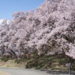 高遠城址公園桜