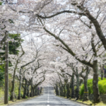 トップ伊豆高原桜祭り