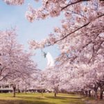 万博公園の桜