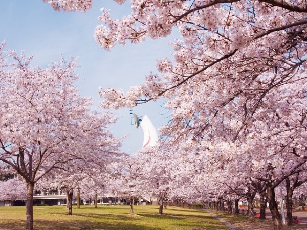 万博公園の桜