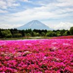 富士山芝桜