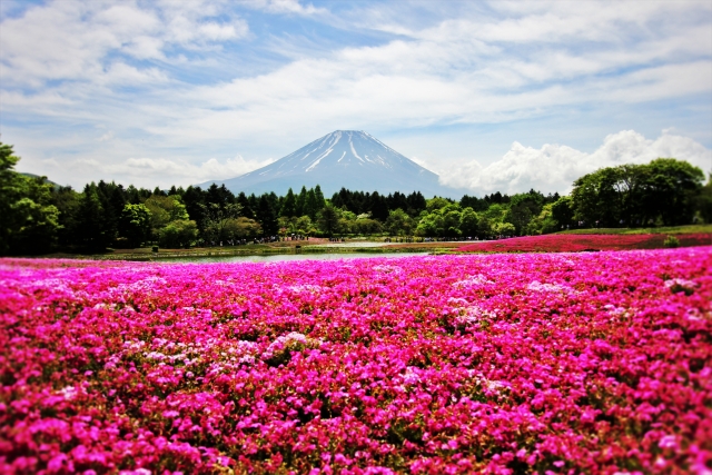 富士山芝桜